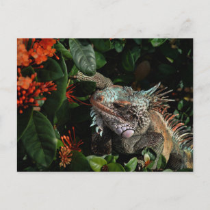 Carte postale vibrante Iguana, Îles Vierges améric