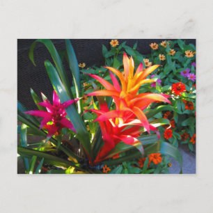 Carte Postale Vibration