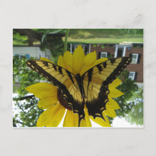 Carte Postale Viceroy Butterlfy