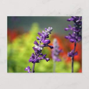 Carte postale Victoria Blues