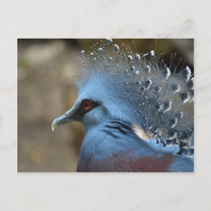 Carte Postale Victoria Crowne Pigeon