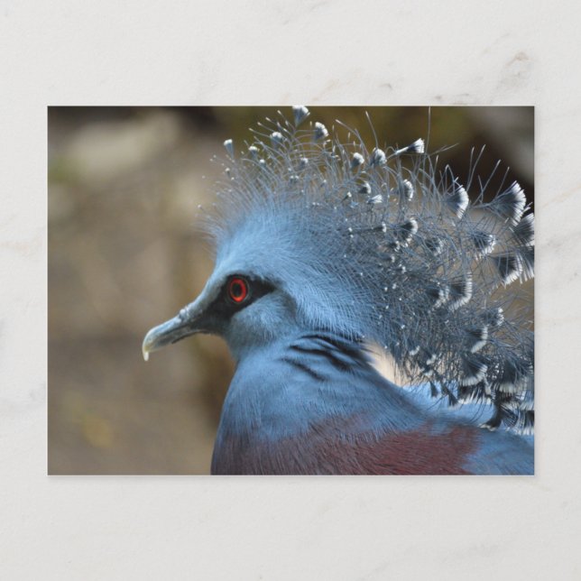 Carte Postale Victoria Crowne Pigeon (Devant)