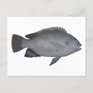 Carte Postale Victoria Tilapia