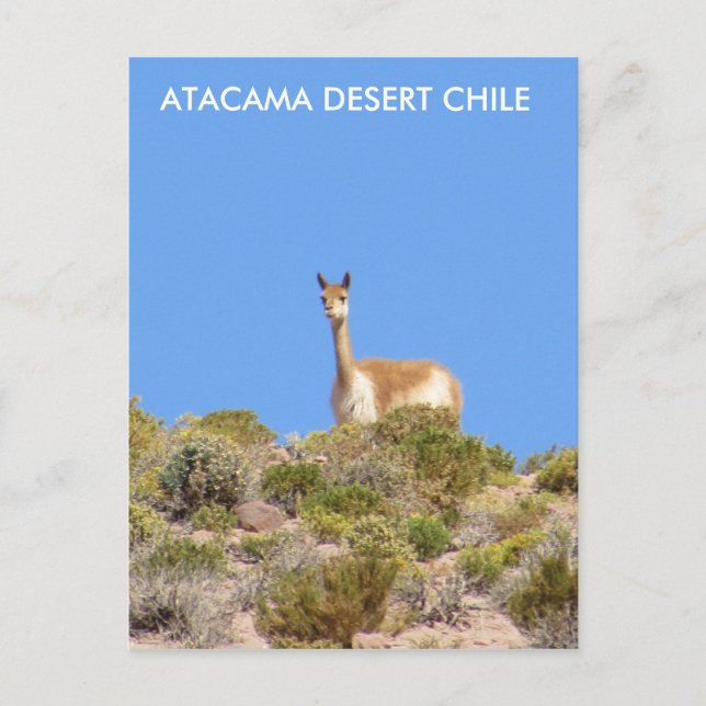 Carte Postale Vicuna Atacama Desert, Chile Postcard - Vertical (Devant)
