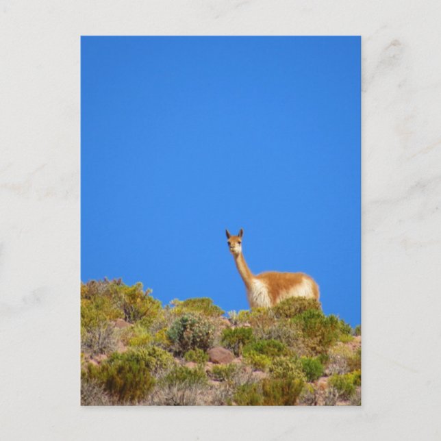Carte Postale vicuña camelide bleu (Devant)