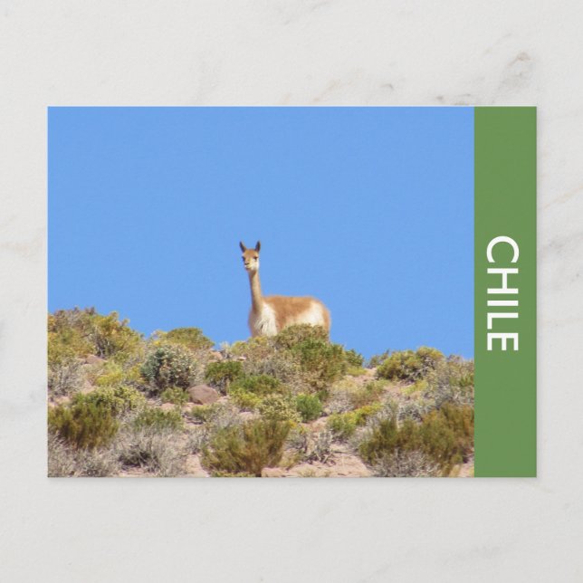 Carte postale Vicuna Llama Chile (Devant)