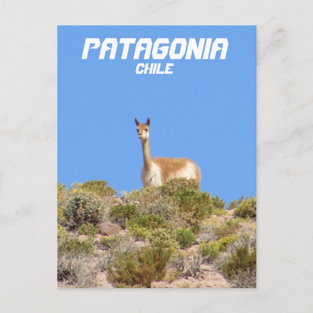 Carte Postale Vicuna Patagonia, Chile Postcard - Vertical (Devant)