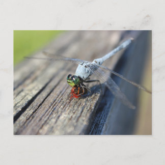Carte postale Vide Dragonfly