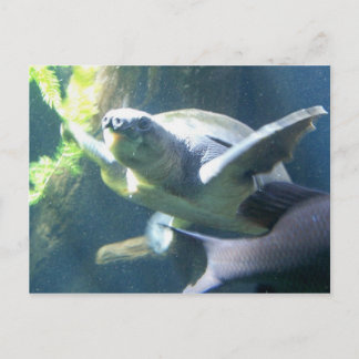 Carte Postale vie aquarium