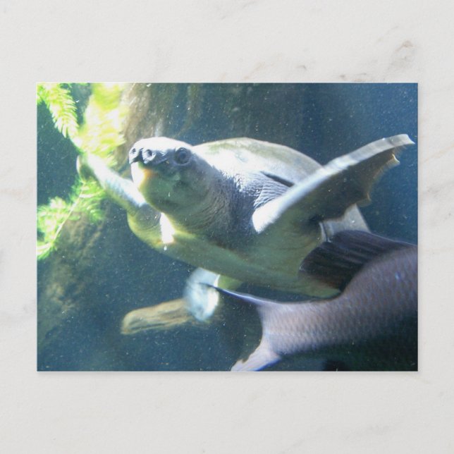 Carte Postale vie aquarium (Devant)