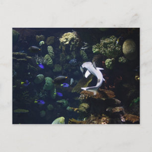 Carte Postale Vie aquatique
