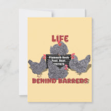 Vie derrière les Barreds (Plymouth Barred Rock Hen