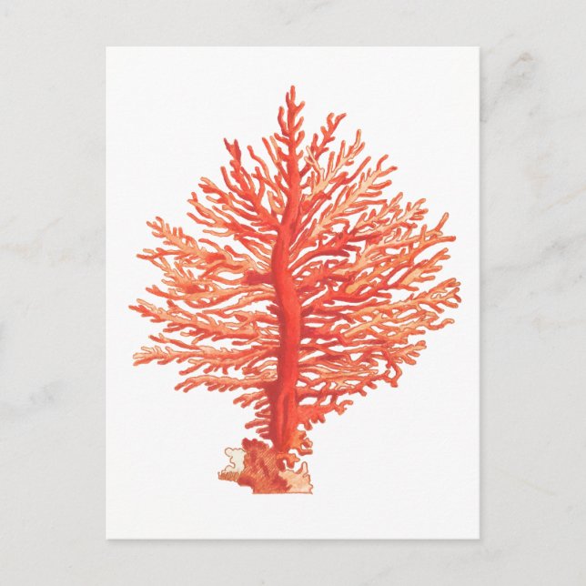 CARTE POSTALE VIE MARINE "SEACORAL" (Devant)