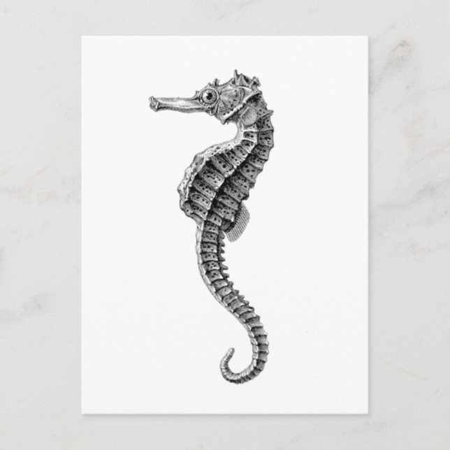 CARTE POSTALE VIE MARINE "SEAHORSE" (Devant)