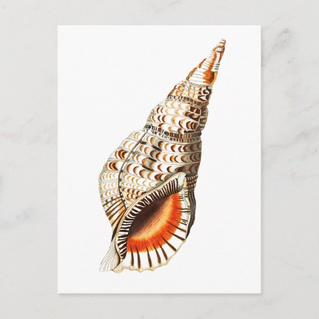 CARTE POSTALE VIE MARINE "SEATRUMPET" (Devant)