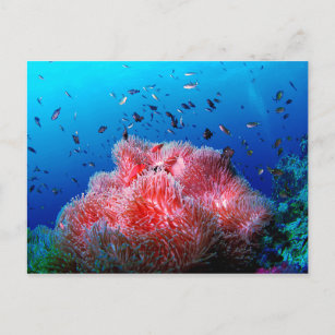 Carte Postale Vie marine tropicale Corail anémoné rose
