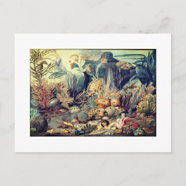 CARTE POSTALE VIE OCÉANIQUE VINTAGE (Devant)