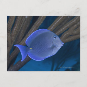 Carte Postale Vie sous-marine : Acanthurus coeruleus avec mer