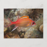 Vie sous-marine, POISSON : un écureuil de longue m
