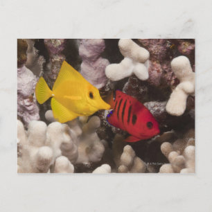Carte Postale Vie sous-marine; POISSON : Un Tang Jaune (Zebrasom