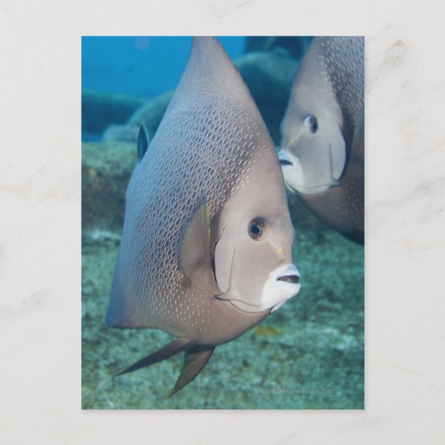 Carte Postale Vie sous-marine, POISSON : une paire de poissons-a (Devant)