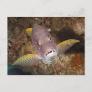 Carte Postale Vie sous-marine; POISSONS : Portrait rapproché d'u