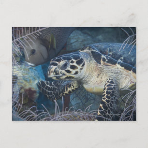 Carte Postale Vie sous-marine : une tortue de mer à Hawksbill