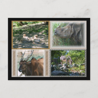 Carte Postale Vie Zoo