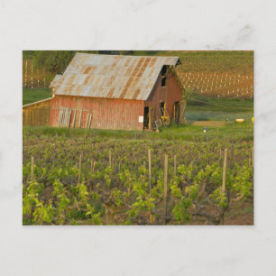 Carte Postale Vieille grange rouge au bord du vignoble de Zinfan