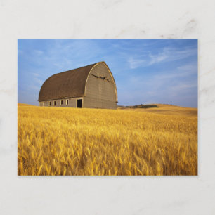 Carte Postale Vieille grange rustique dans le champ de blé matur