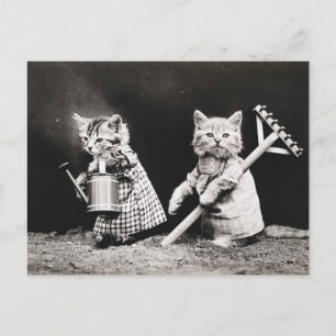 Carte Postale Vieille photo de chats jardiniers