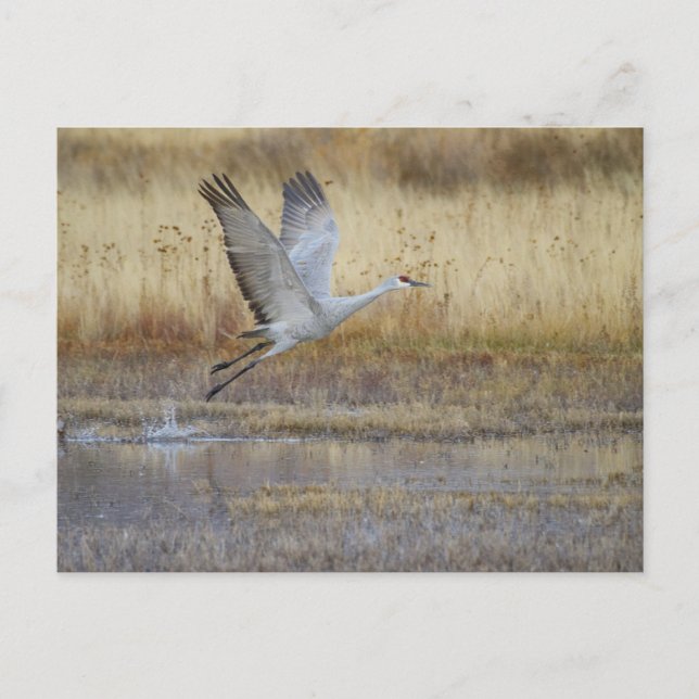 Carte Postale viens voler avec moi (Devant)