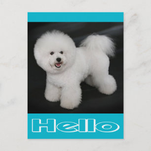 Carte postale vierge Chien Bichon Frise Puppy