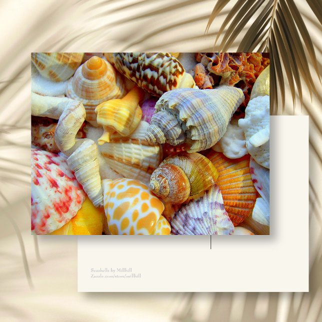 Carte postale vierge colorée de coquillages (Créateur téléchargé)
