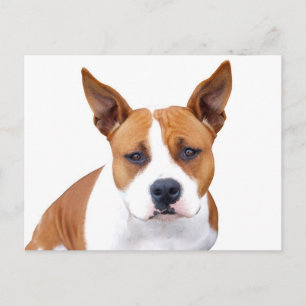 Carte postale vierge de chiot Pit Bull