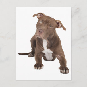 Carte postale vierge de chiot Pit Bull