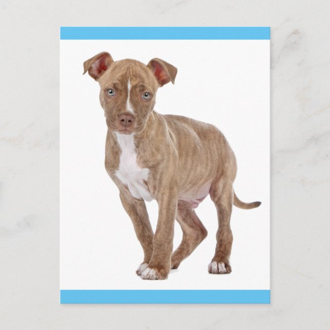 Carte postale vierge de chiot Pit Bull (Devant)