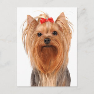 Carte postale vierge de chiot Yorkshire Terrier
