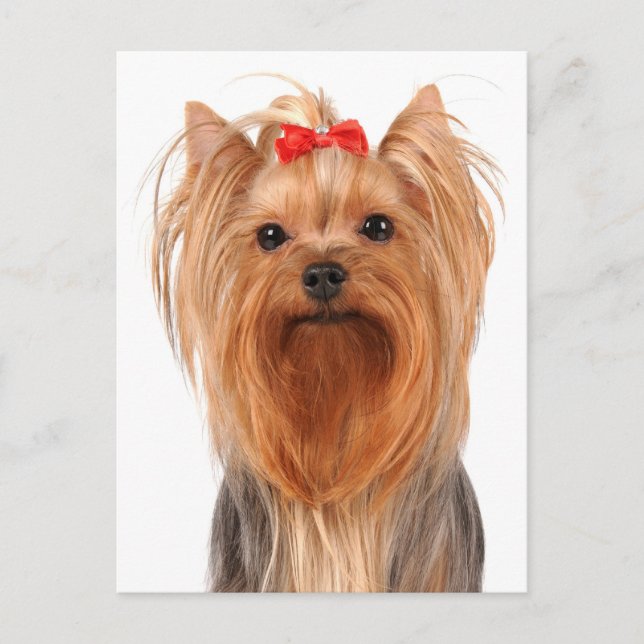 Carte postale vierge de chiot Yorkshire Terrier (Devant)