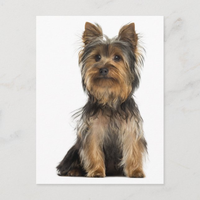 Carte postale vierge de chiot Yorkshire Terrier (Devant)