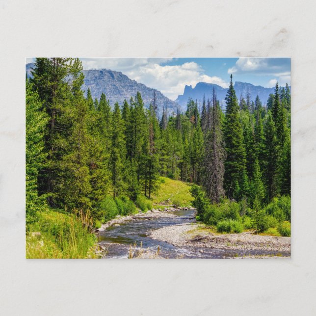 Carte postale vierge de North Fork Shoshone River (Devant)