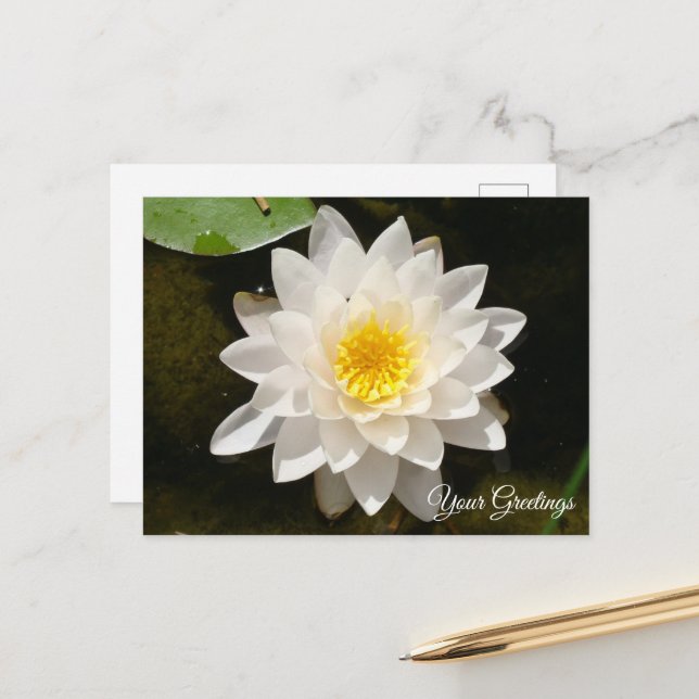 Carte postale vierge Lotus de nénuphar blanc flott (Devant/Arrière en situation)