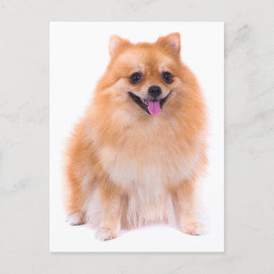 Carte postale vierge Poméranie Chien Chien Chien
