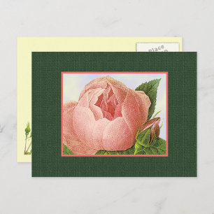 Carte postale vierge rose Rose