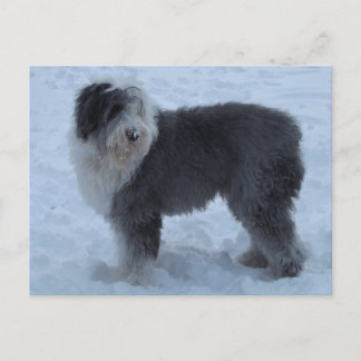 Carte Postale Vieux Anglais SHeepdog Post Card - Chien de Neige!