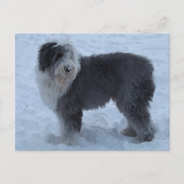 Carte Postale Vieux Anglais SHeepdog Post Card - Chien de Neige! (Devant)