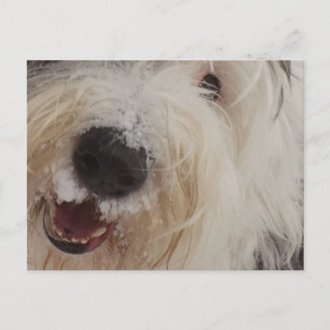 Carte Postale Vieux anglais Sheepdog Post Card - Face de neige (Devant)