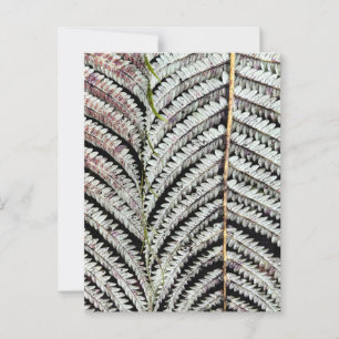 Carte Postale Vieux arbre Fern Frond