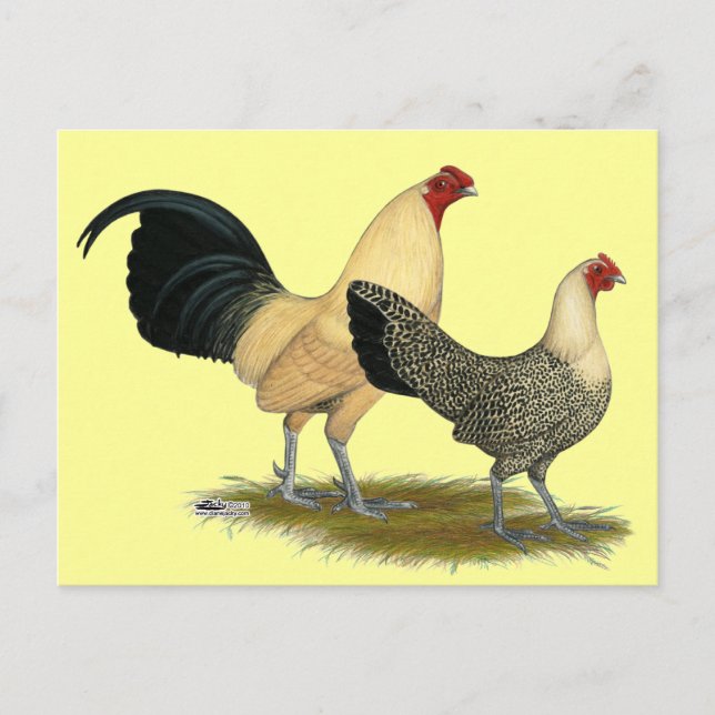 Carte Postale Vieux Boutons à la crème anglaise (Devant)