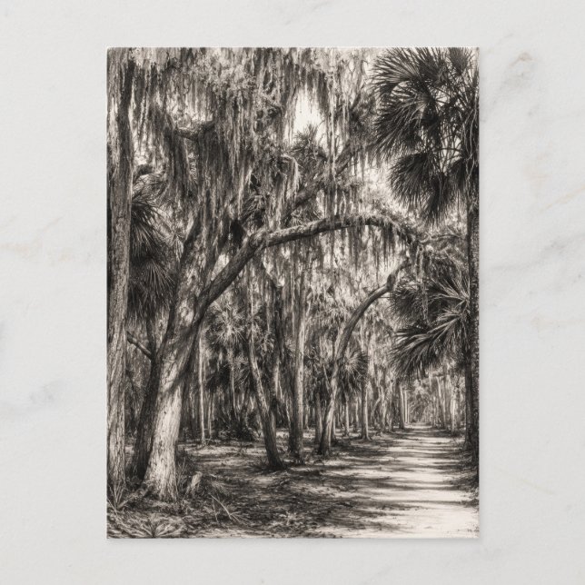Carte Postale Vieux chêne de Floride Hammock Graphite Croquis |  (Devant)